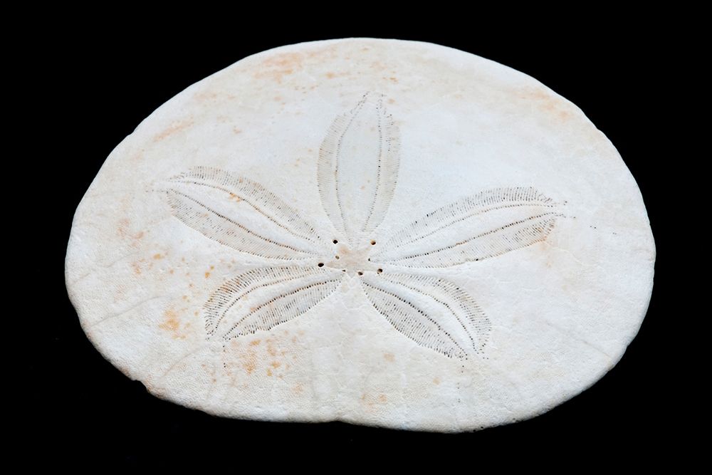 Oregon Sand dollar close-up